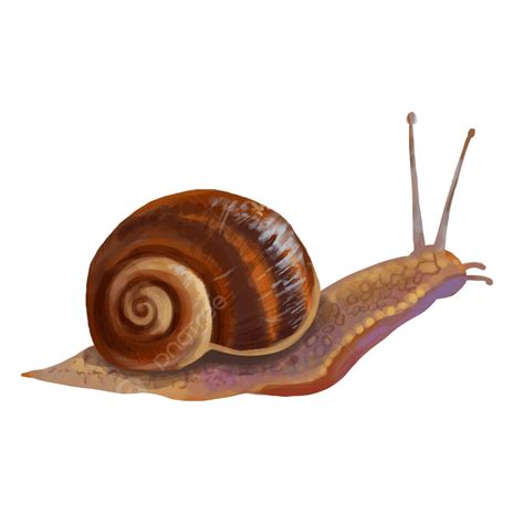 Snail White Transparent, Summer Insect Snail, Summer Insects, Snail ...