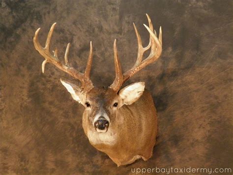 Upper Bay Taxidermy Mobile Gallery: Whitetail Deer Shoulder Mounts