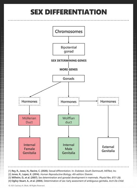 Development Of Gonads And Genital Ducts Males And Development Of The