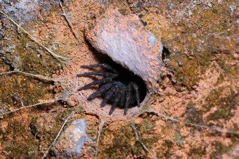 Here are 5 new species of Australian trapdoor spider. It took ...