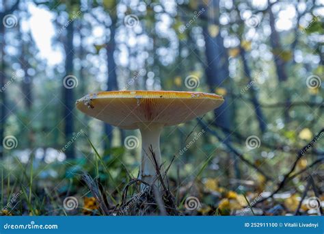 Mushroom on the grass stock photo. Image of texture - 252911100