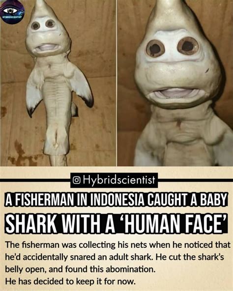 Shark and human | Really scary stories, Unusual animals, Really funny memes