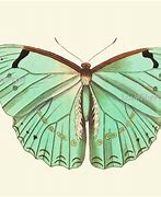 Image result for Antique Vintage Butterfly Prints