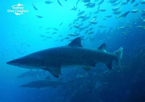 Guided Double Boat Dive - Apartments & Old Mans Hat, Rose Bay ferry ...