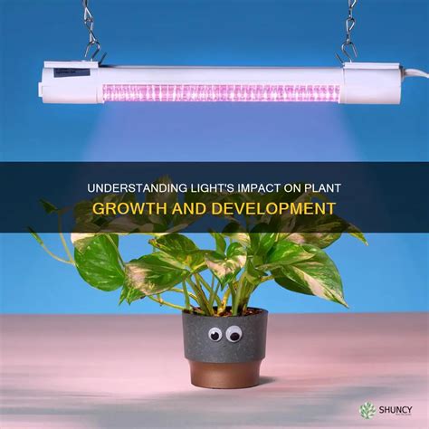 Understanding Light's Impact On Plant Growth And Development | ShunCy