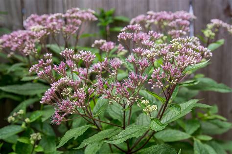 Joe Pye Weed Seeds