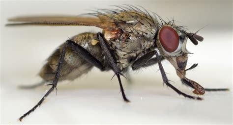 root maggot fly - Lasiomma - BugGuide.Net