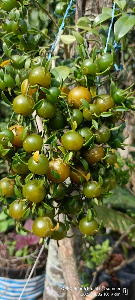 Lemon Vine Fruit Plants (Pereskia Aculeata) – veliyathgardens