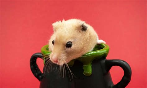 The Very Best 101 Useless Facts 2024