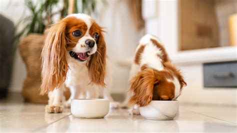 Image result for Dog Eating Pudding Poop