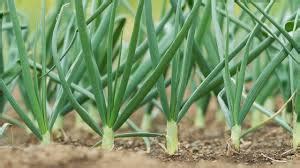 Disease management of Onion – Khethari