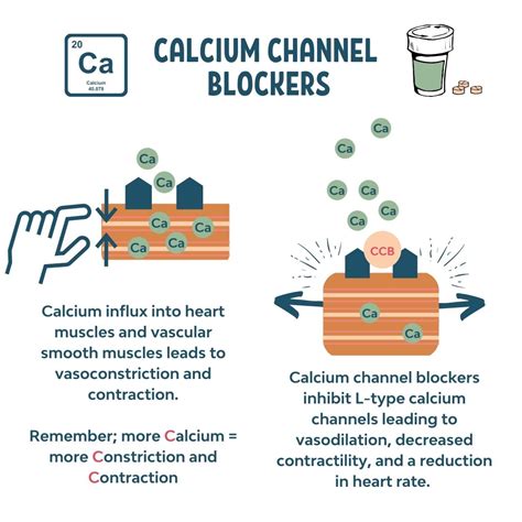 Calcium Channel Blockers (Mechanism of Action) – Memory Pharm | Calcium ...