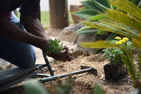 Image result for Landscape Mattock