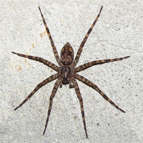 Dark Fishing Spider