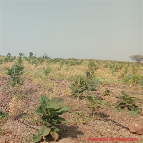 V Group’s Green Legacy: Sustainable Tree Planting for CSR in Kassel ...