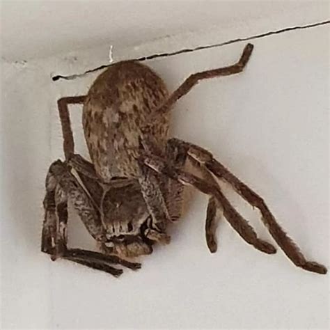 Australian Giant Spider