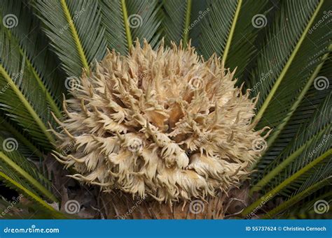 Sago Palm stock photo. Image of nature, sago, palm, tropical - 55737624