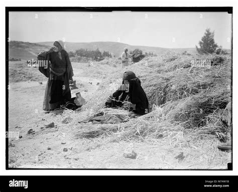 Scenes depicting the harvesting and threshing floor from the Biblical ...