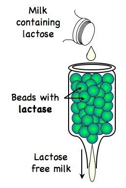 Bio- Biotech and Genetic Modification Flashcards | Quizlet