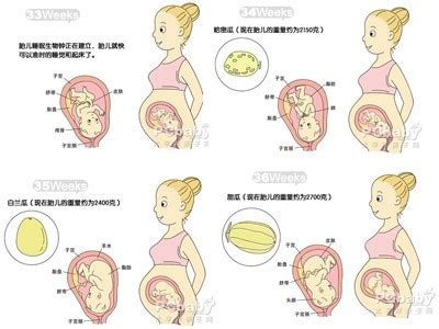 【9月胎儿发育】9个月胎儿发育标准-怀孕9个月胎儿发育过程图_生男生女帮