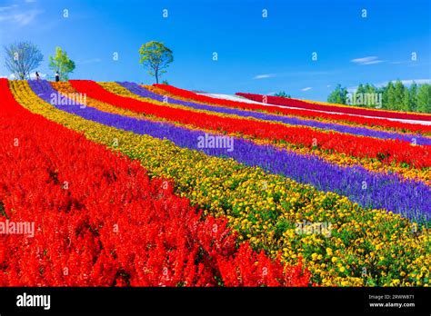 Image result for Data Preprocessing Flowchart Images