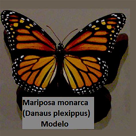 Mimetismo y camuflaje | Meer