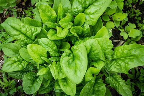 17 Spinach Wrap Nutrition Facts: A Guide To Healthy Living - Facts.net