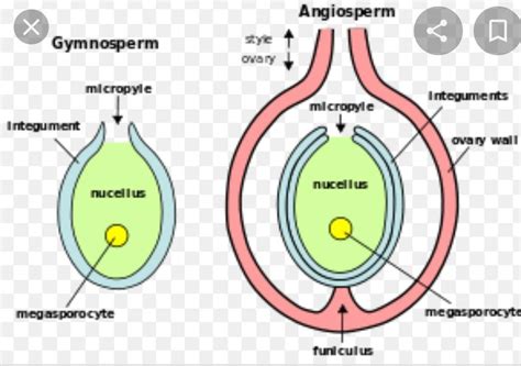 enlist the function of micropyle prior to fertilization and after ...