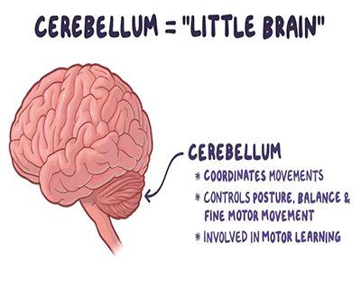 MCH PRAKASHAN - Medical Concepts in Hindi By Dr Pankaj Agarwal