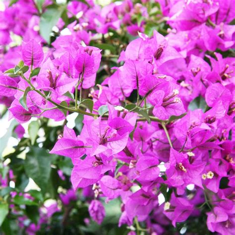 QAUZUY GARDEN 100 Great Bougainvillea Seeds for India | Ubuy