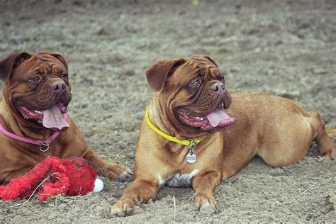 French Mastiff Price in Ranchi - Dhanbad [Jharkhand] [Puppy/Dog ...