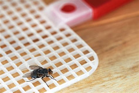 Image result for Sjava Isisna Muva