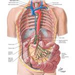 Image result for Small Intestine Lymph Nodes