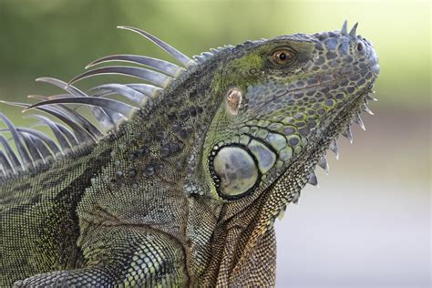Definitive Guide To Green Iguana Facts, Habitat, Conservation Status, Zoo Populations, Pictures ... - habitat of iguana