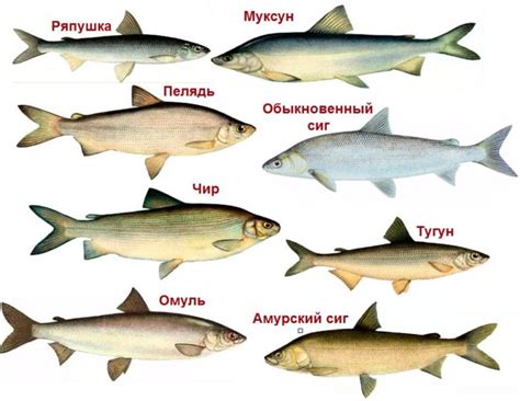 рыба муксун что это за рыба