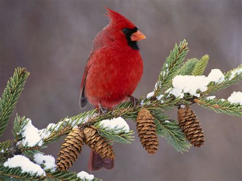 Download wallpaper 1400x1050 cardinal, bird, color, branch, snow ...
