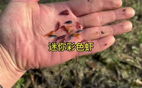 今天在小水沟逮到好多彩色虾，这种彩色虾我还是第一次见到-小鱼哥在农村-小鱼哥在农村-哔哩哔哩视频