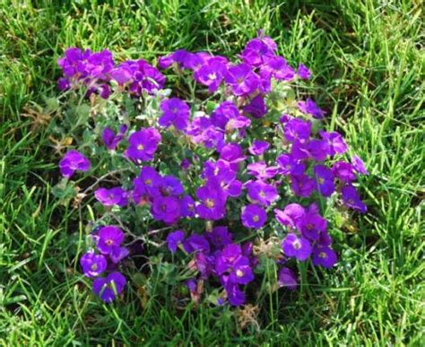 Aubrieta Cultorum - Page 2 - agaclar.net