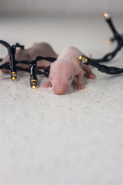Little Baby Rats are Sleeping. a Family of Newborn Mice Stock Photo ...