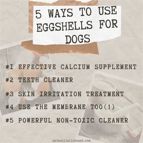 Image result for Egg Shells for Dogs
