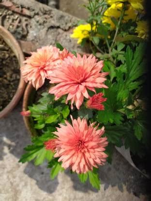 PLaNeTreee Chrysanthemums/ Guldavari Plant Price in India - Buy ...