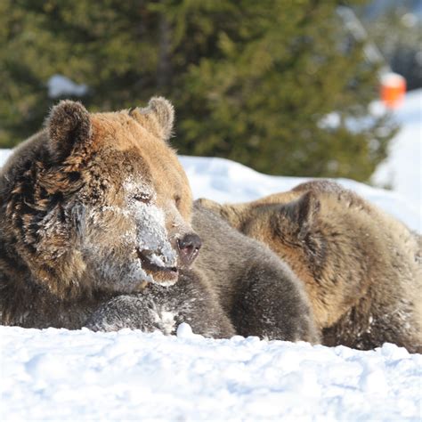 Arosa Bear Sanctuary - FOUR PAWS International - Animal Welfare ...