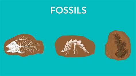 Image result for How Fossils Are Formed Research