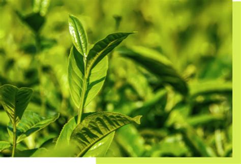 Misa Polo Club | APPL