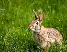 Image result for Wild Rabbit Bunnies