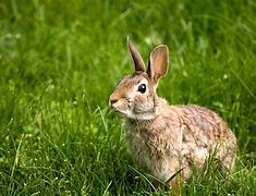 Image result for Wild Rabbits Scotland