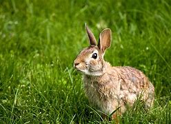 Image result for New York Wild Rabbits
