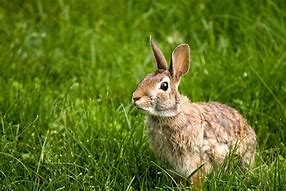 Image result for What Color Are Wild Rabbits