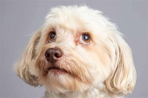 Image result for Havapoo Information