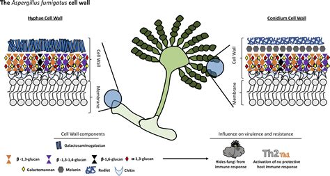 Structure Of Fungal Cell With Diagram Fungi Kingdom Monera Protoctista